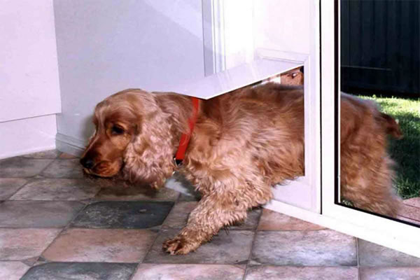 Patio pet Door High Resolution | Accu1 Glass | Auto Glass Repair, Autoglass, Windshield, Window Replacement, Home and Business